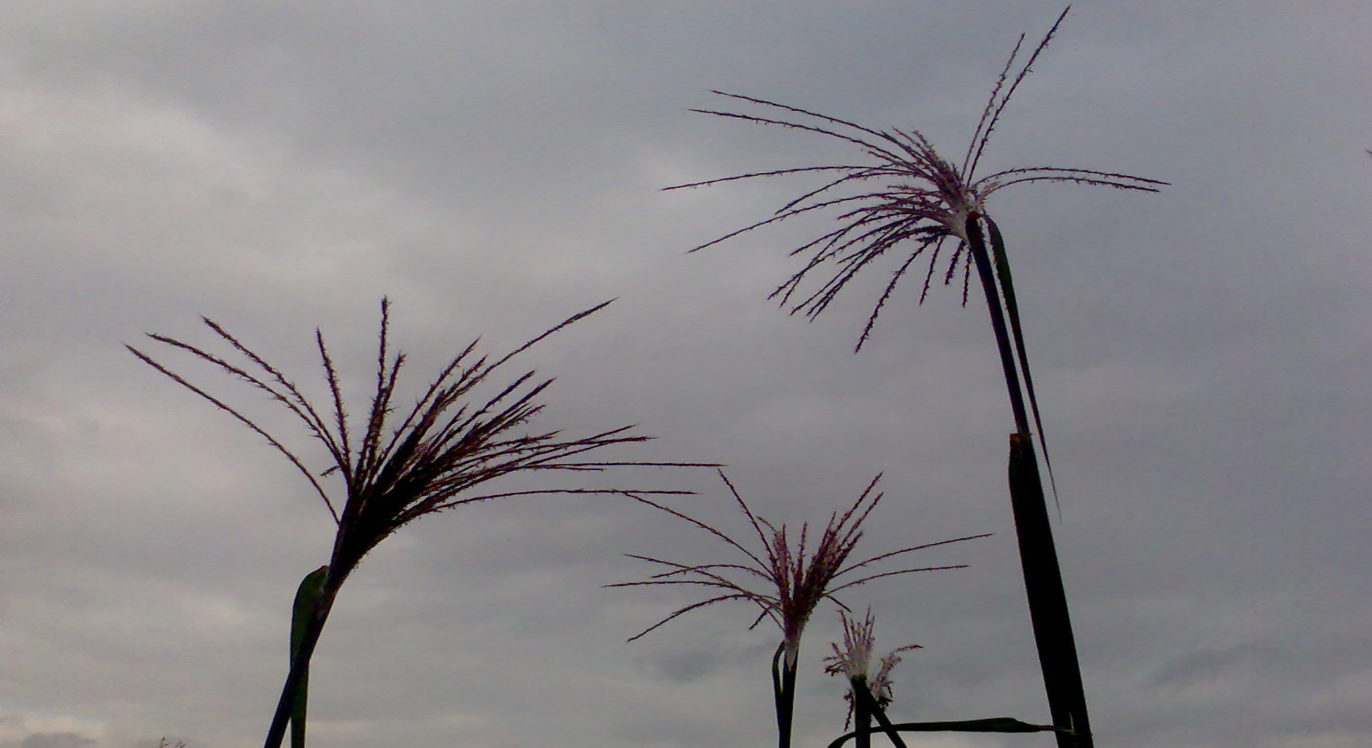 Garten Image